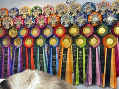 -青奢宠物·青奢猫舍