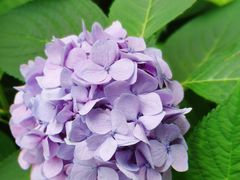 -上海滨江森林公园