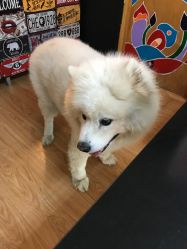 -英刺青 纹身 洗纹身