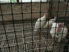 -聊城动物园