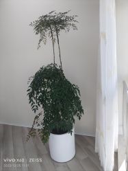 -HEYAN荷妍专业脱毛连锁机构