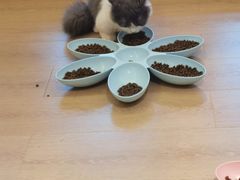 -猫腻·猫咖·撸猫馆(星光大道店)
