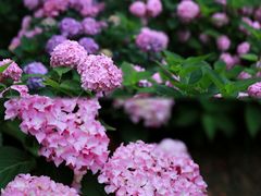 -上海滨江森林公园