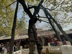 -潭柘寺景区
