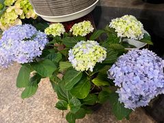 -双季花艺园艺市场(浦东店)