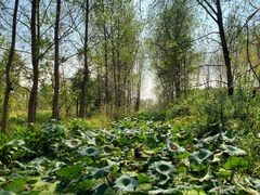 -溱湖国家湿地公园