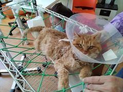 -北京观赏动物医院·24小时大型综合·猫专科·异宠专科