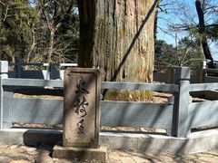 -天目山大树王景区