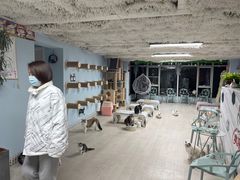 -喵百万·布偶·蓝金金渐层英短·猫舍(百子湾店)