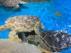 -石家庄极地海洋世界
