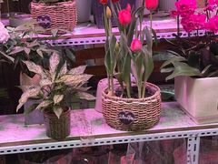 -花鸟鱼虫鲜花绿植市场(玉泉路店)