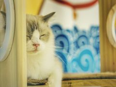 -momokira米努特·德文卷毛猫·棉花面纱犬