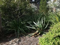 -墨尔本皇家植物园