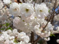 -天适樱花悠乐园