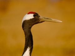 -盐城丹顶鹤湿地生态旅游区
