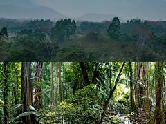 -海南霸王岭国家森林公园