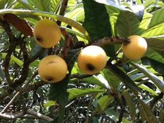 -塘栖枇杷特色园区