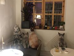 -豆老板的猫咖啡(碑林博物馆店)