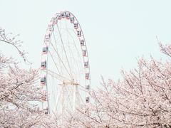 -顾村公园
