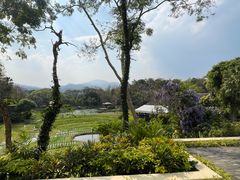 -四季酒店下午茶