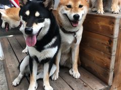 -柴犬高等学院·狗咖·柴犬售卖·宠物训练