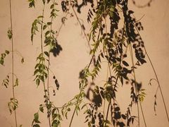-马洛雷勒花园