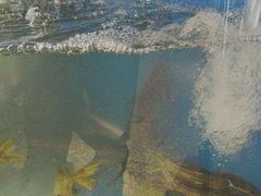 -粗粮人家·东北菜(洋桥店)