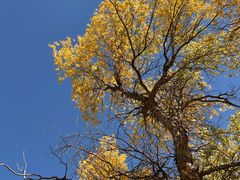 -金塔沙漠胡杨林景区