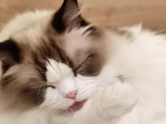 -滚猫咖啡·猫咖·猫友好撸猫(未来城店)