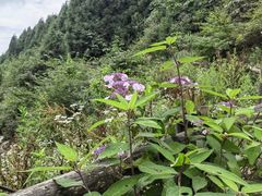 -武陵山森林公园