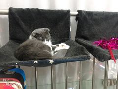 -我爱猫咪·猫咖·狗咖·安哥拉兔·羊驼咖(小寨华旗店)