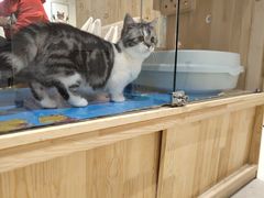 -藏猫猫咖啡主题馆(中央大道店)