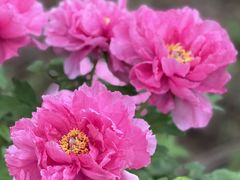 -洛阳市隋唐城遗址植物园