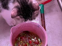 -中环花鸟鱼虫市场