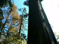 -天目山大树王景区