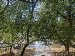 -宝安西湾红树林湿地公园