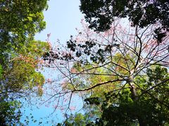 -火炉山森林公园