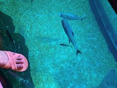 -暹罗海洋世界