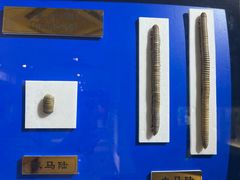 -上海昆虫博物馆