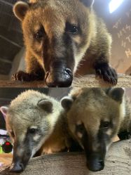 -Zoolung Zoolung动物主题公园(海信广场店)