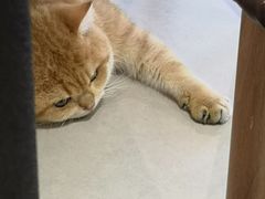 -Heymao猫咖.咖啡厅(东门店)