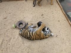 -北京野生动物园