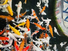 -南宫五洲植物乐园