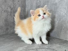 -小猫来了·猫舍(红山六九七九店)