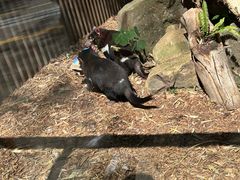 -可伦宾野生动物保护区