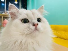 -猫在这儿猫咪咖啡馆·撸猫馆