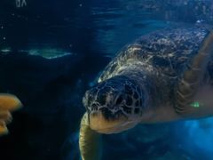 -烟台海昌鲸鲨海洋公园