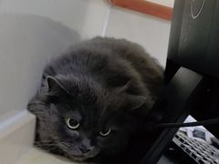 -艾贝尔宠物医院 ·内科全科(梁溪路店)