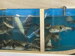 -天正河鲀·河豚亭(大连店)