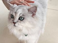 -怪兽屋·羊驼·猫咖·狗咖(俊华广场店)